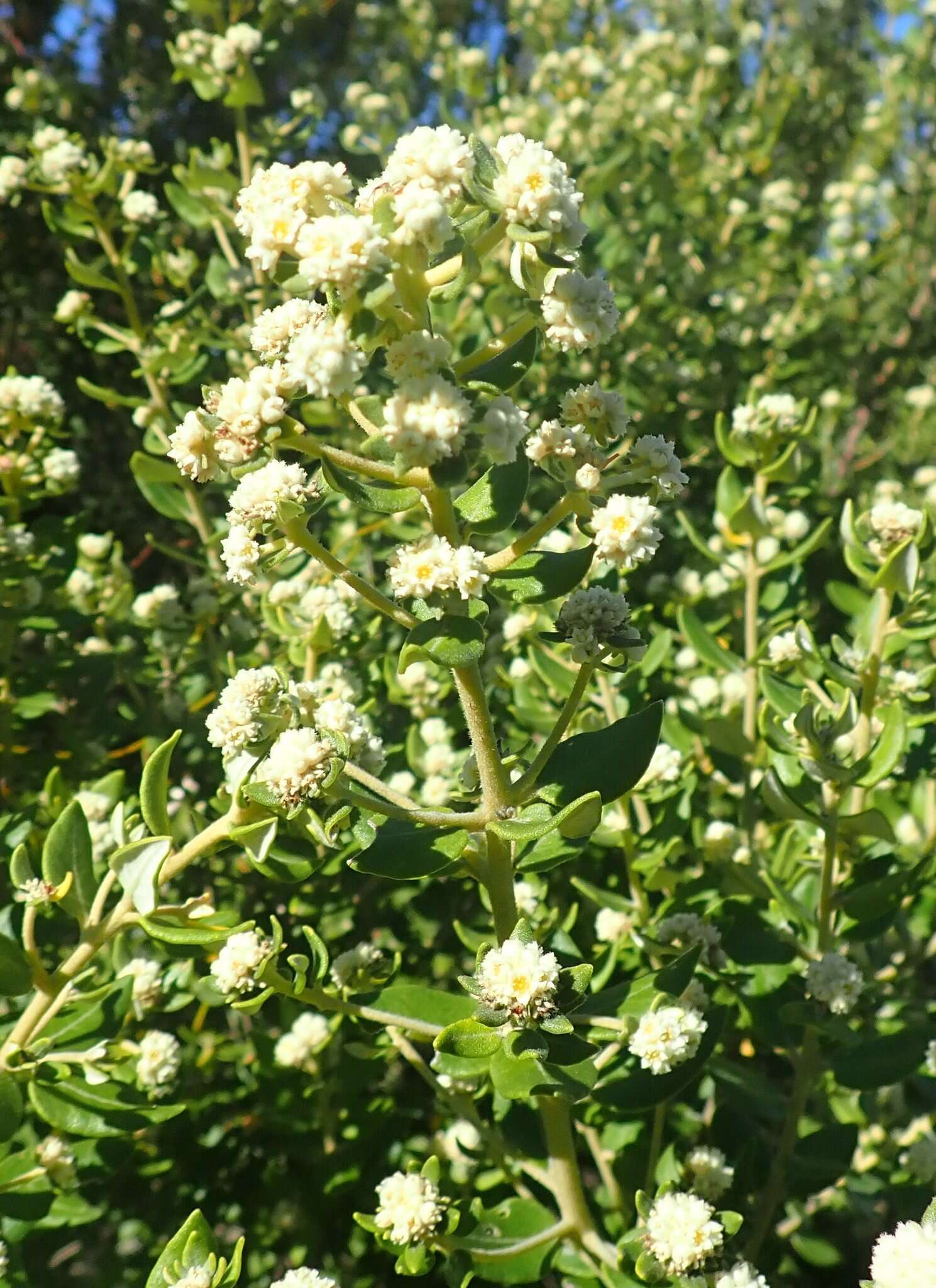 Image of Phylica buxifolia L.