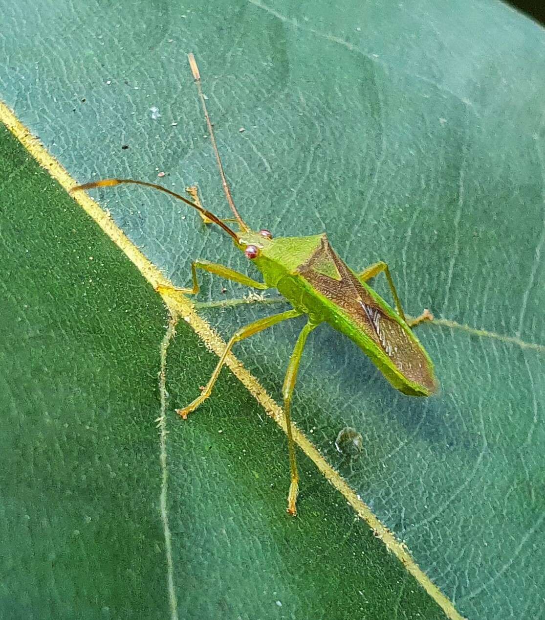 Amblypelta nitida Stål 1873的圖片