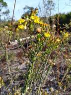 Image of Chrysopsis floridana var. highlandsensis (De Laney & Wunderlin) D. B. Ward