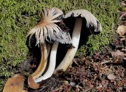 Imagem de Coprinopsis insignis (Peck) Redhead, Vilgalys & Moncalvo 2001