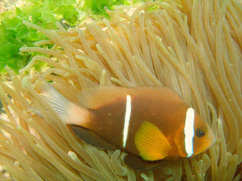 Imagem de Amphiprion omanensis Allen & Mee 1991