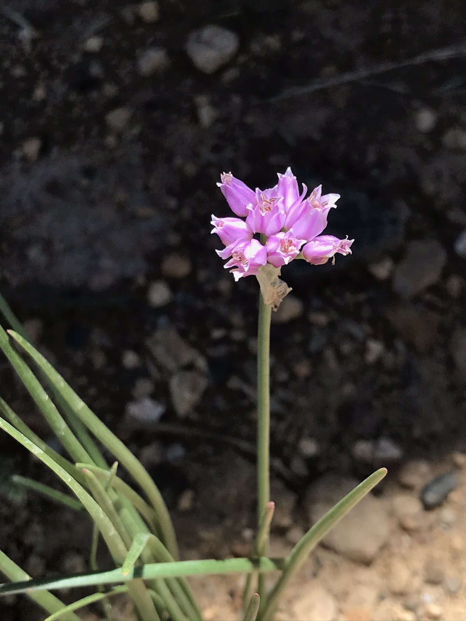 Image of Geyer's onion