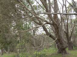 Image of Banksia seminuda (A. S. George) B. L. Rye