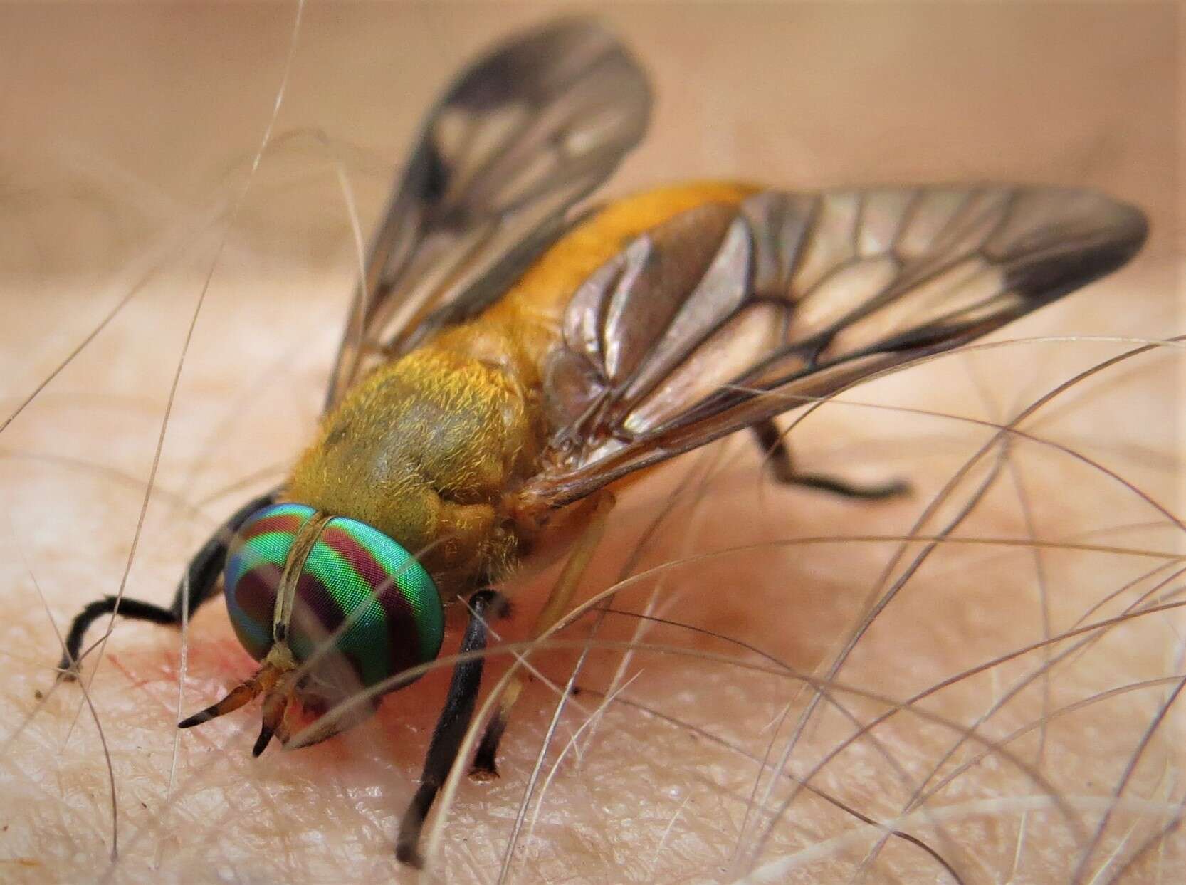 Image of Yellow Fly of the Dismal Swamp