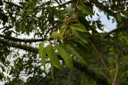 صورة Nectandra discolor (Kunth) Nees