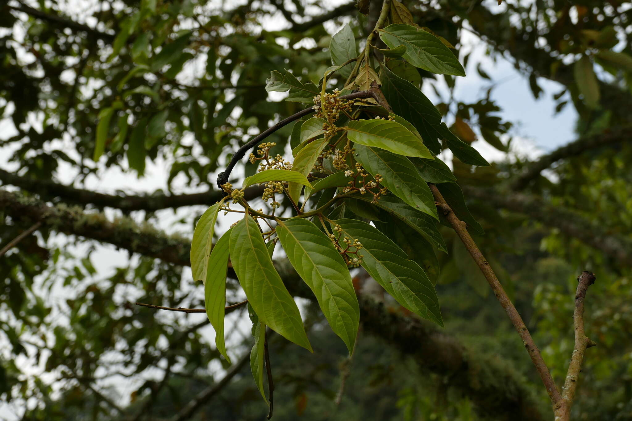 Image of Nectandra discolor (Kunth) Nees