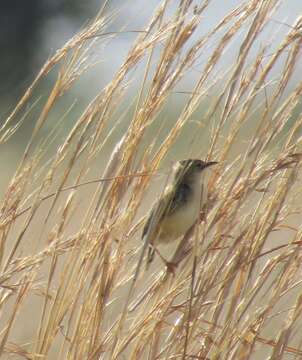 Image of Desert Cisticola