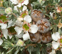Image of Leptospermum lanigerum (Ait.) Sm.