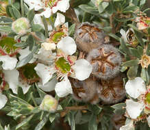 Sivun Leptospermum lanigerum (Ait.) Sm. kuva