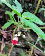 Image of Impatiens platyadena C. E. C. Fischer