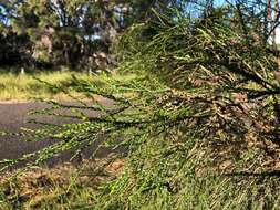 Image of Melaleuca irbyana R. T. Baker