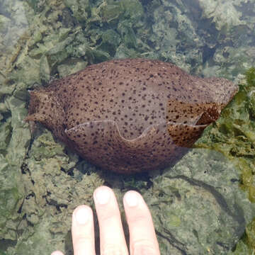 Image of California sea hare