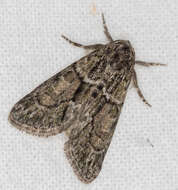 Image of Cryphia (Cryphia) fraudatricula (Hübner)
