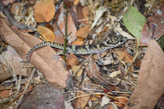 Image of Central American Banded Gecko