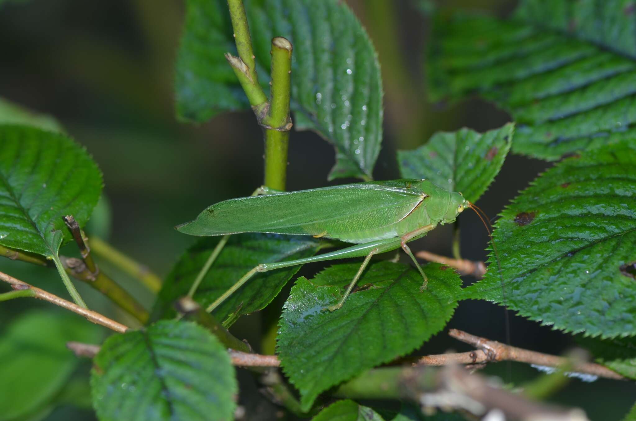 Image of Sinochlora longifissa (Matsumura, S. & Shiraki 1908)