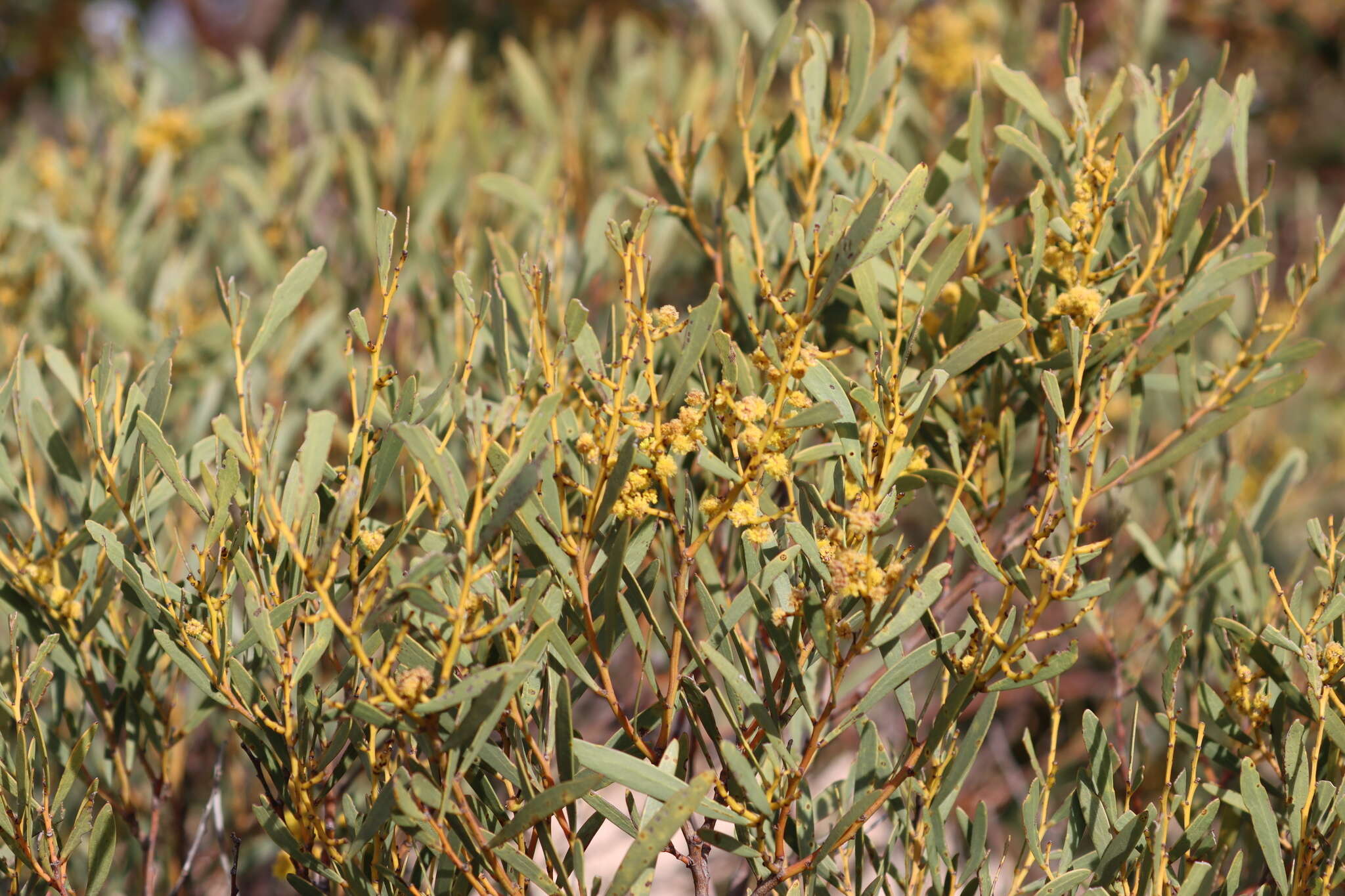 Image of Acacia hakeoides A. Cunn. ex Benth.