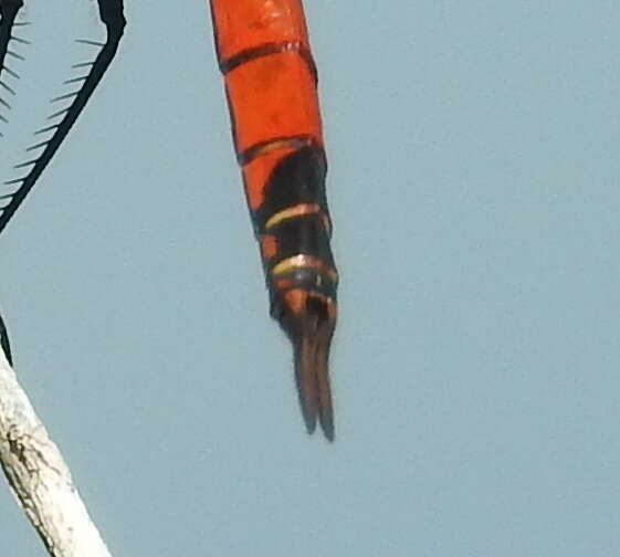 Image of Tramea stenoloba (Watson 1962)