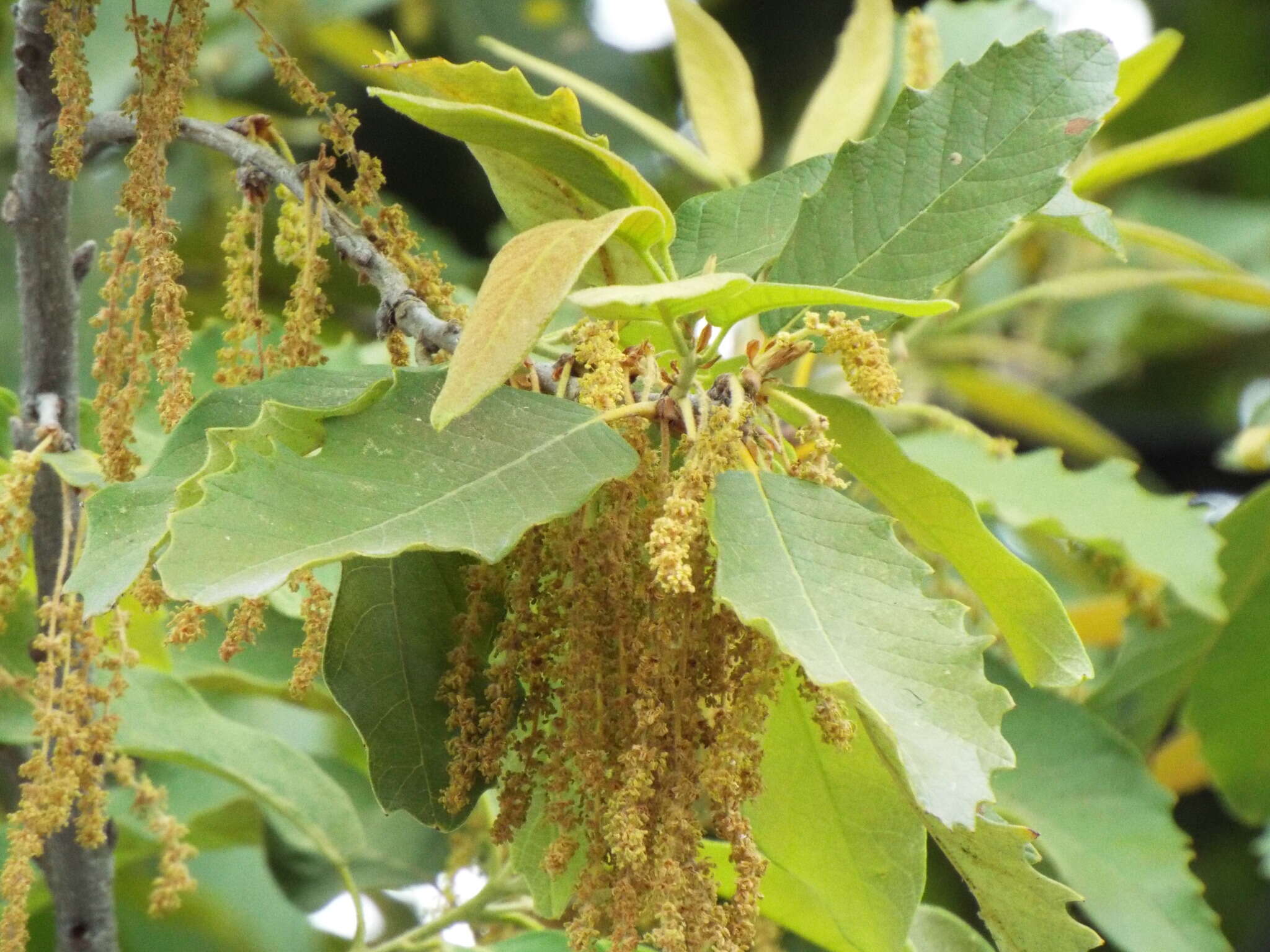 Imagem de Quercus polymorpha Schltdl. & Cham.