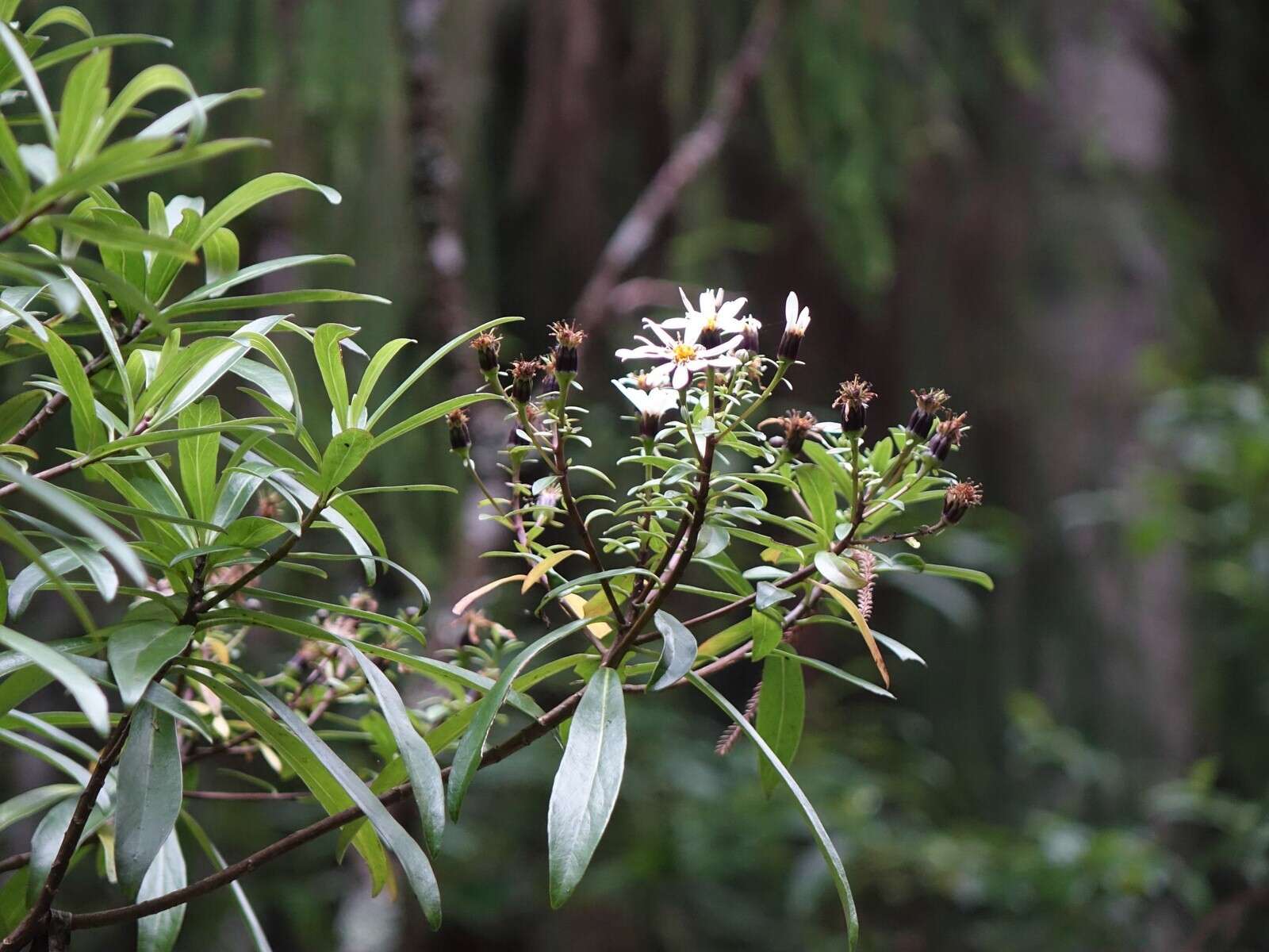 Image de Urostemon kirkii var. angustior (Allan) B. Nord.