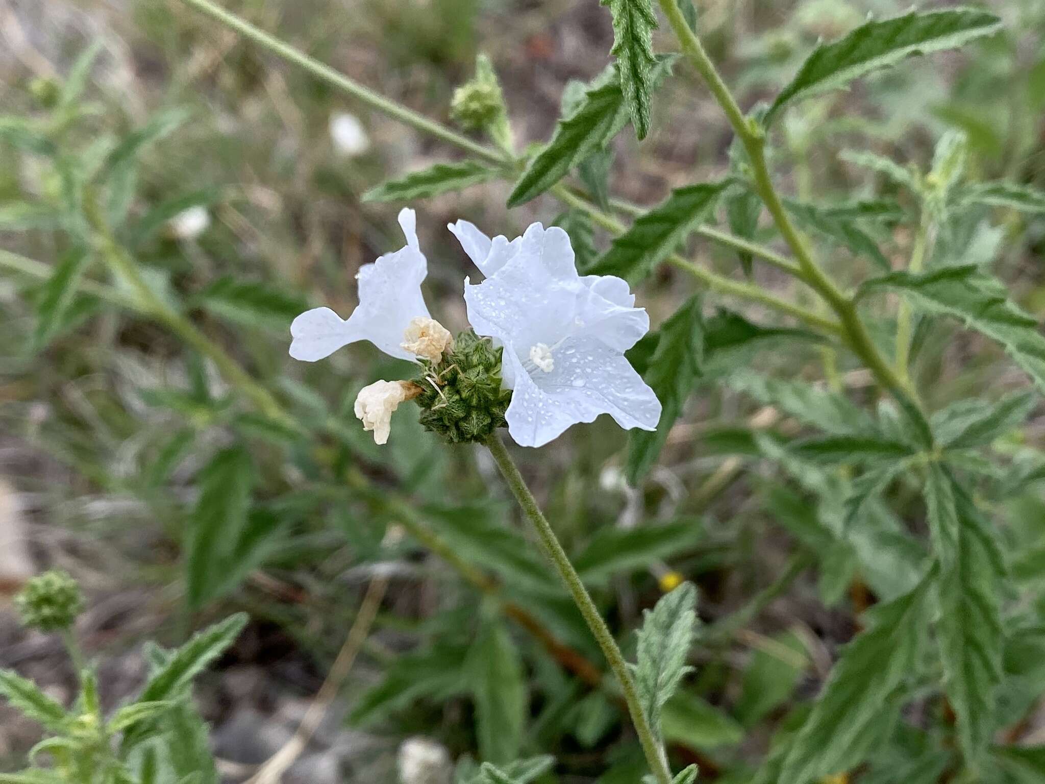 Image of Texas manjack