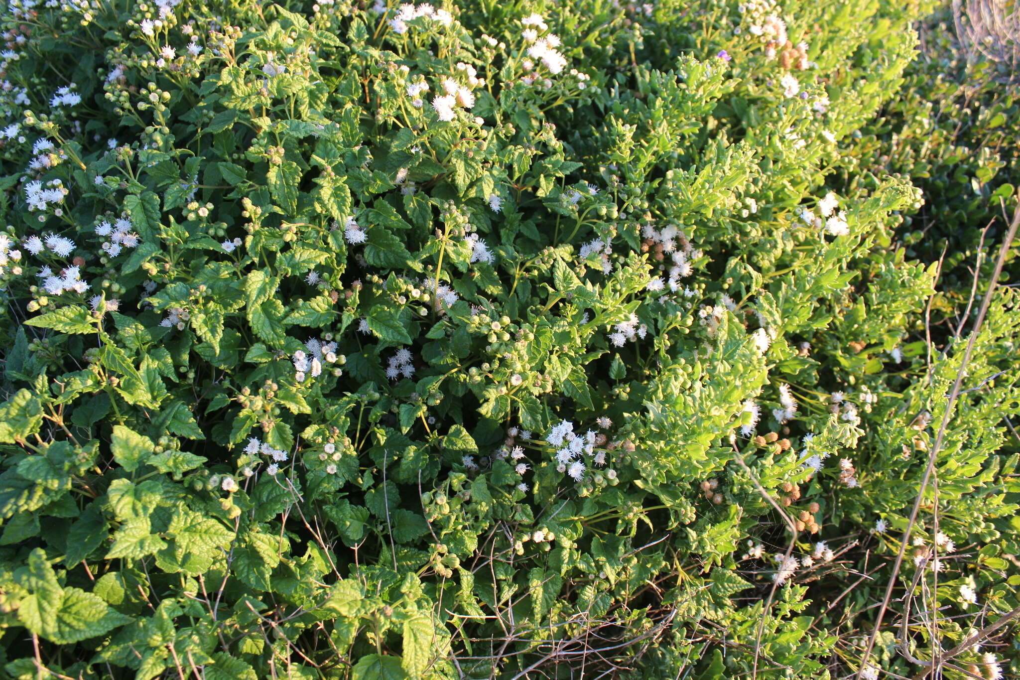 Sivun Ageratina glechonophylla (Less.) R. King & H. Rob. kuva