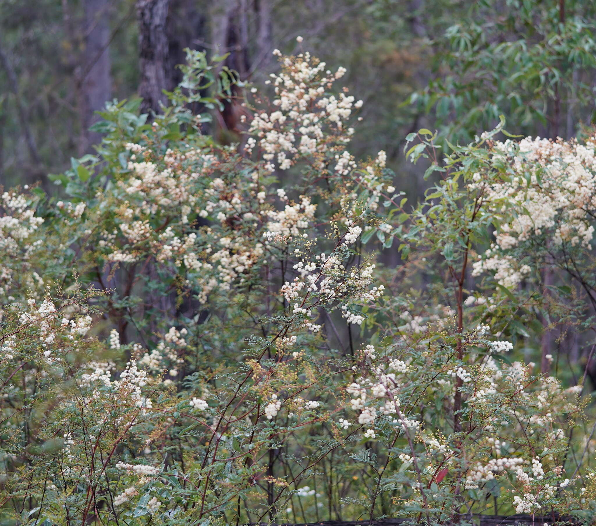 Imagem de Acacia terminalis (Salisb.) J. F. Macbr.