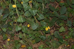 Imagem de Ipomoea microsepala Benth.