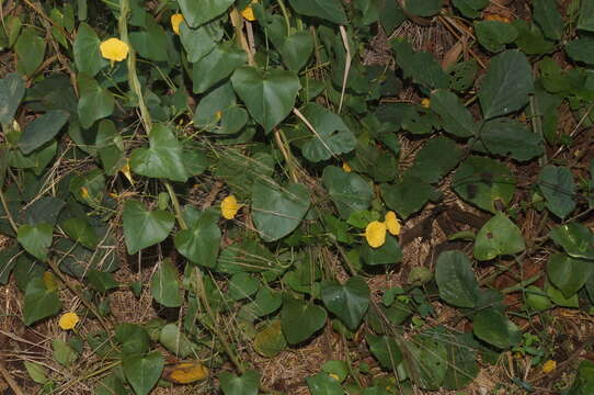 Imagem de Ipomoea microsepala Benth.