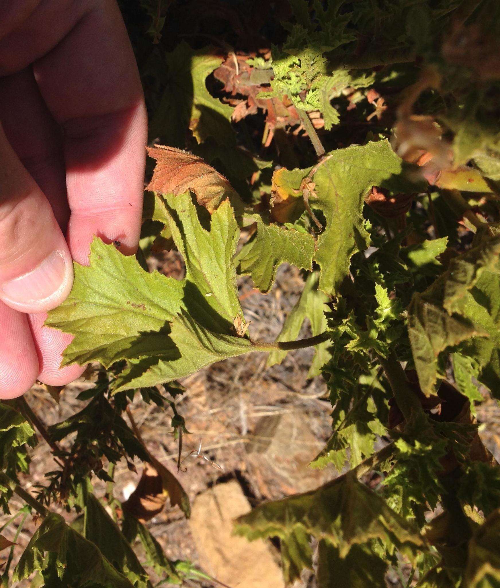 Image of Pelargonium ribifolium Jacq.