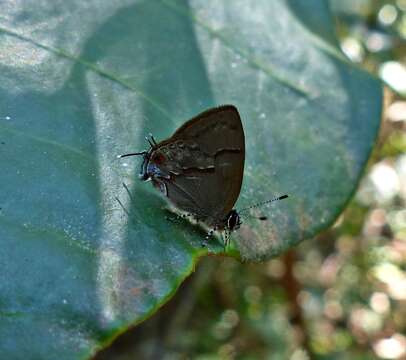 <i>Aubergina hesychia</i> resmi