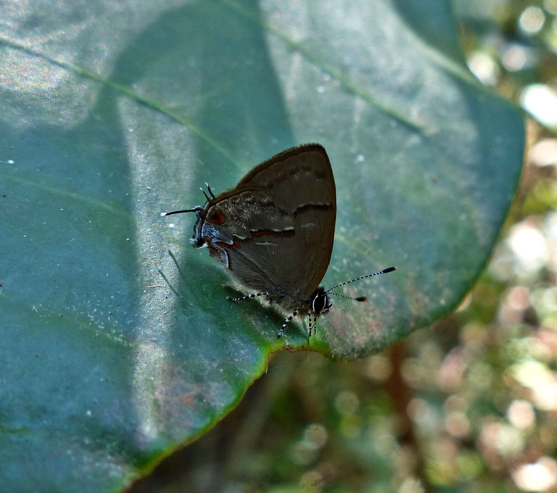 Image of <i>Aubergina hesychia</i>