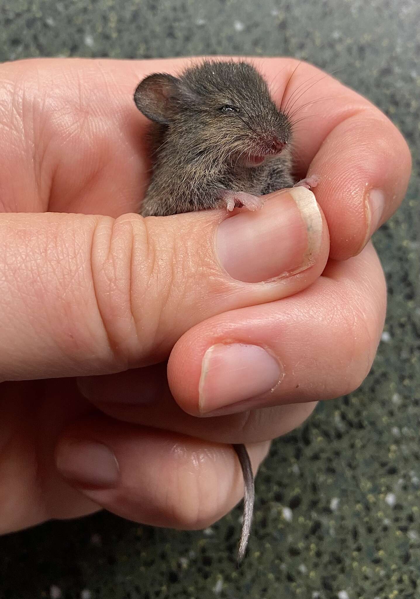 Image of Eastern Harvest Mouse