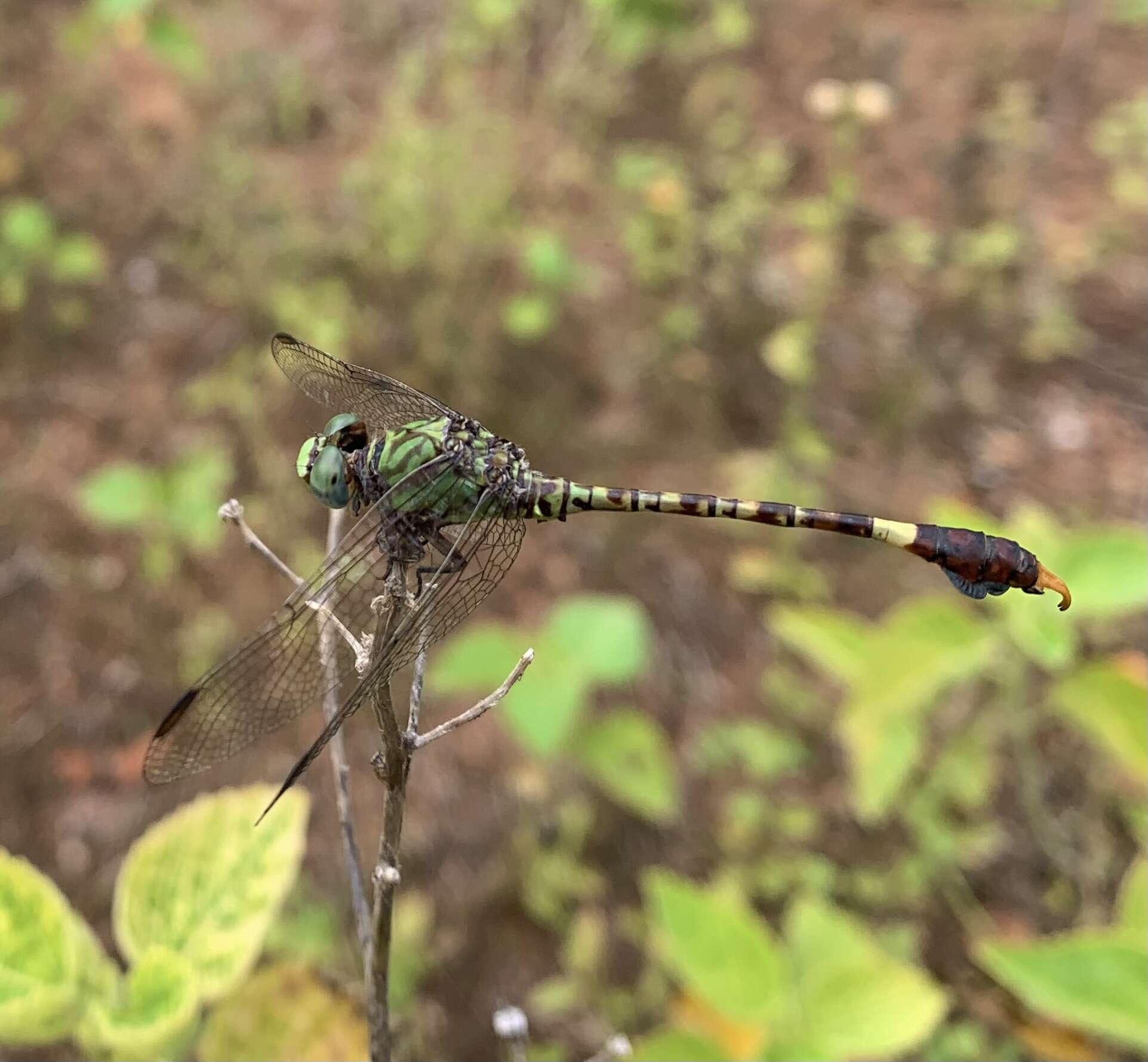 Imagem de Paragomphus elpidius (Ris 1921)