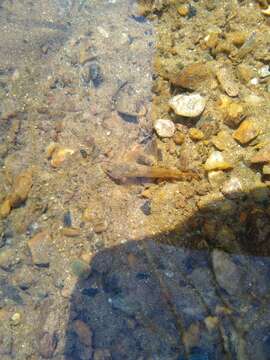 Image of Blue Ridge Sculpin