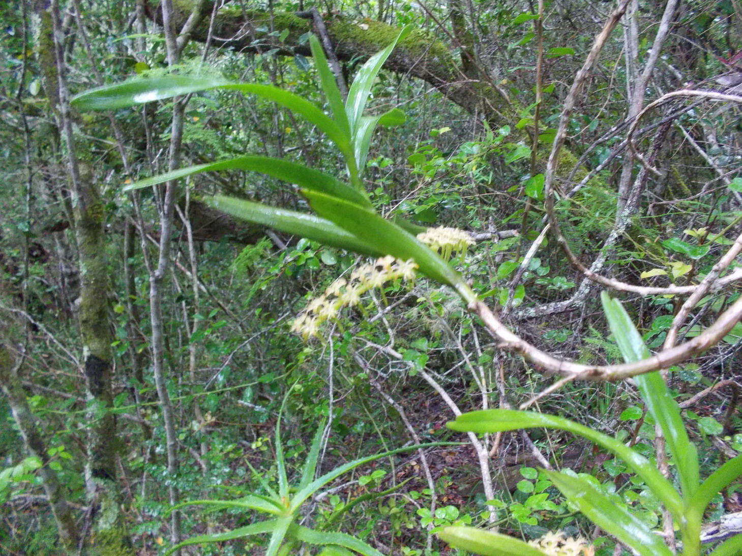 Image of Tridactyle bicaudata subsp. bicaudata
