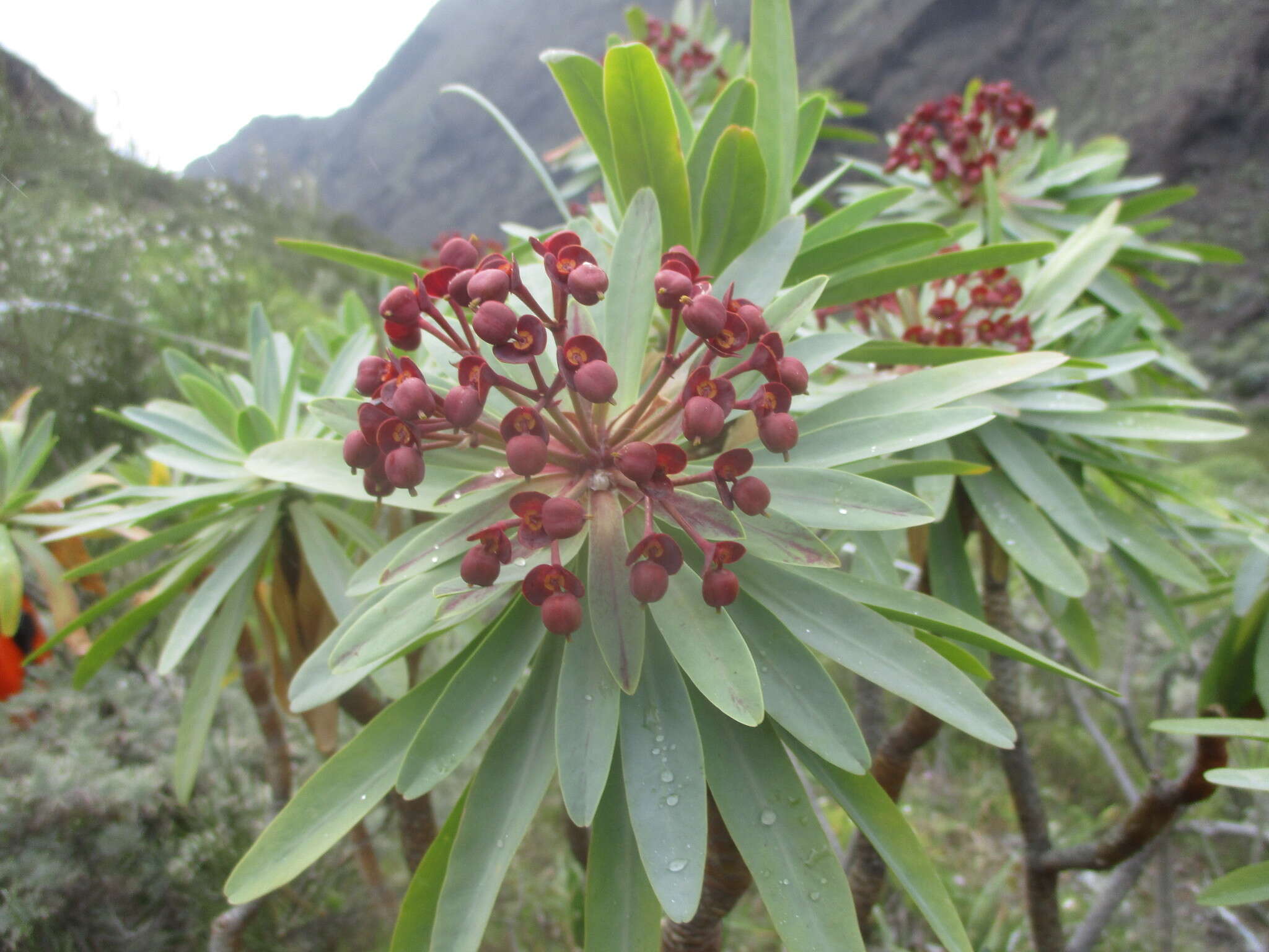 Euphorbia atropurpurea Brouss. ex Willd. resmi