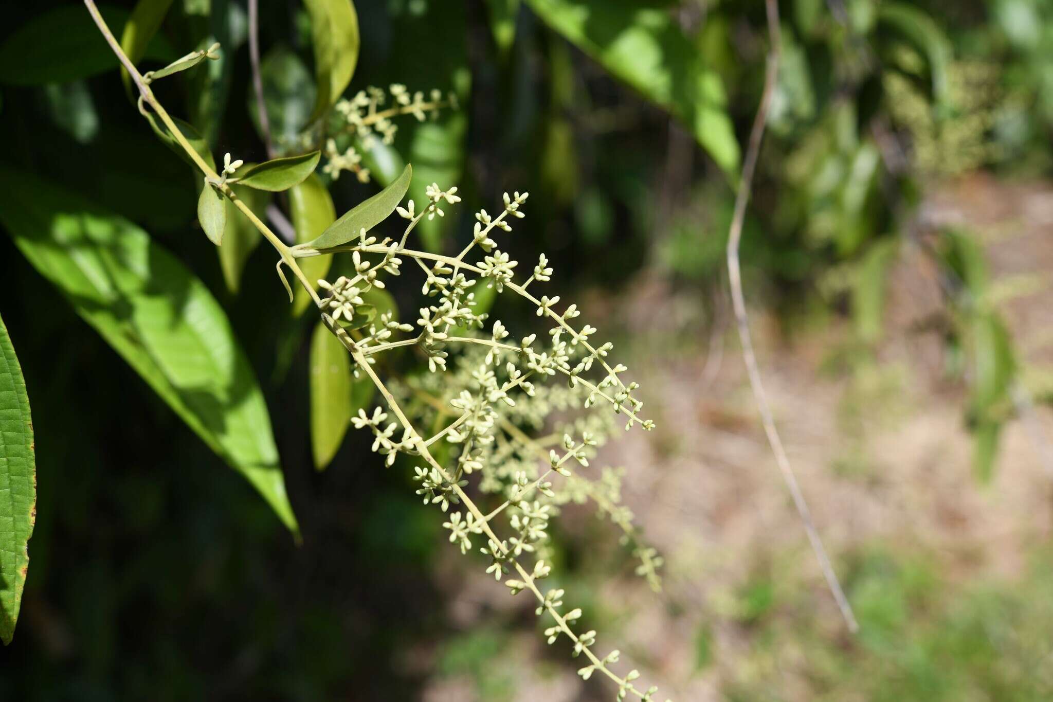 Imagem de Passovia pedunculata (Jacq.) Kuijt