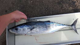 Image of Pacific Bonito