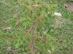 Image of Drooping Juniper