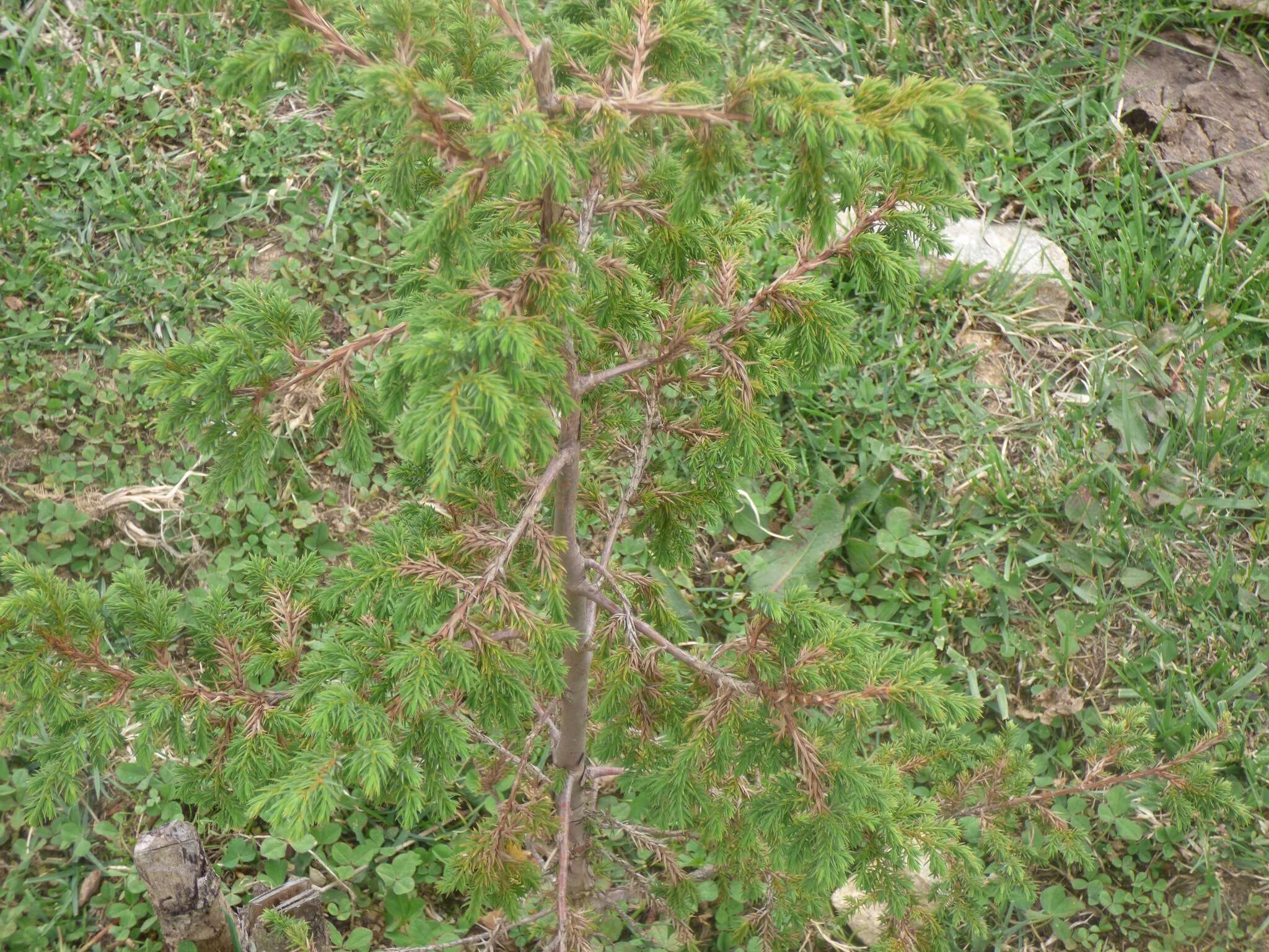 Image of Drooping Juniper