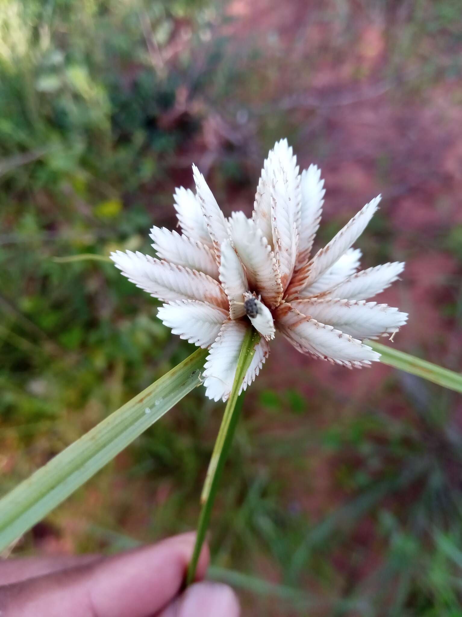 Image of Cyperus niveus Retz.