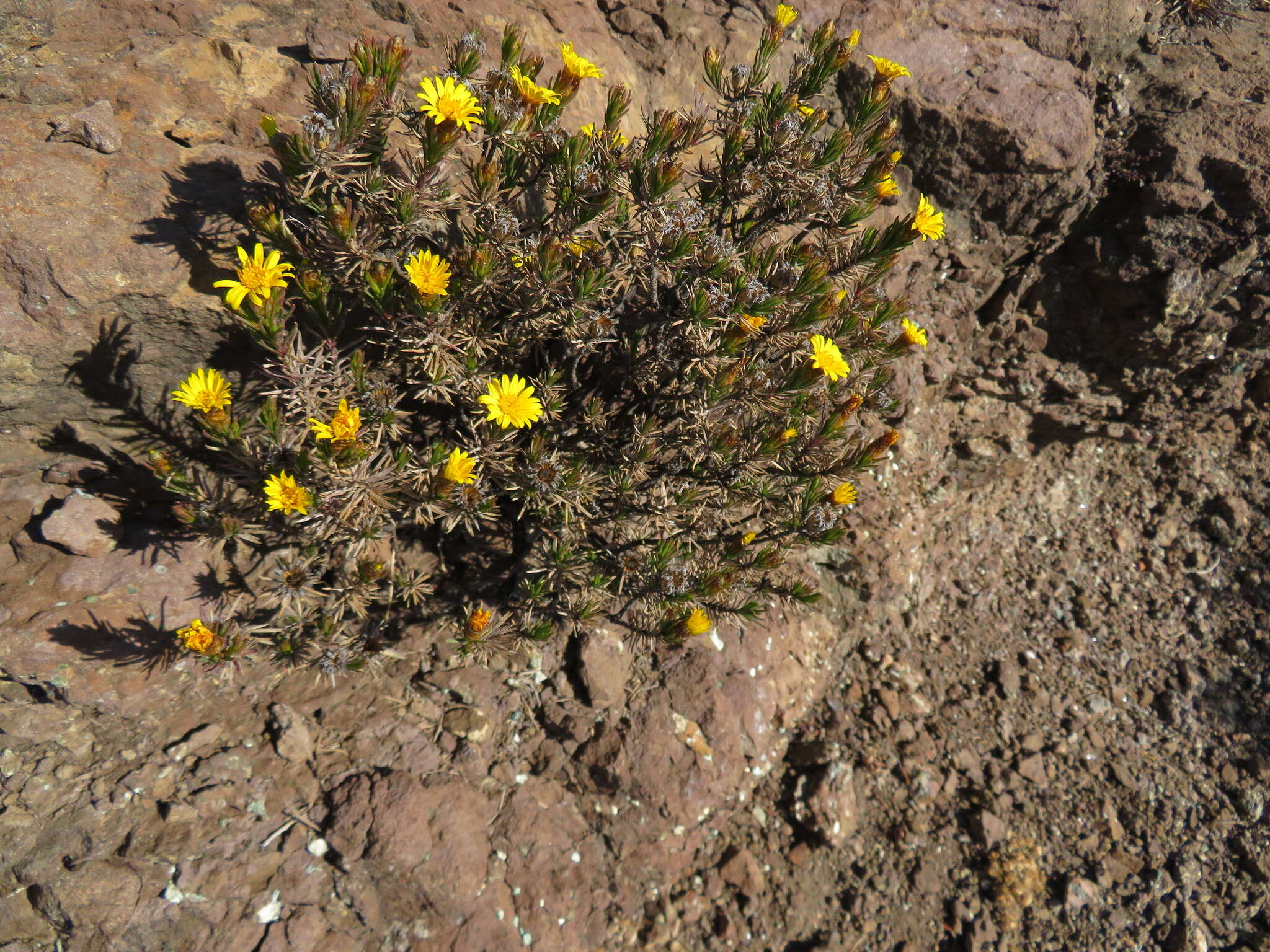 Image of Oedera acerosa (DC.) N. G. Bergh