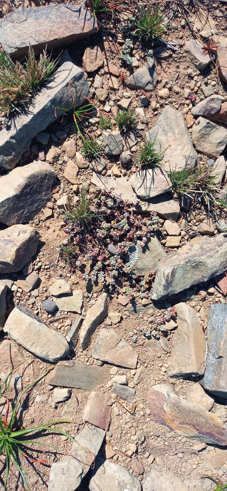 Image of Crassula corallina Thunb.