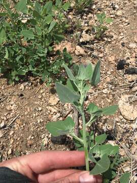 Image of Fremont's Goosefoot