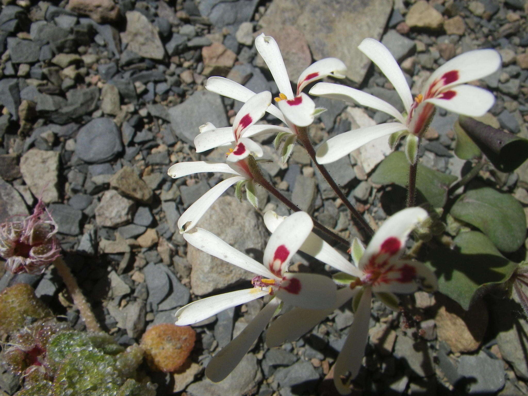 Image of Pelargonium nervifolium Jacq.