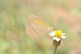 Image of Spotless Grass Yellow