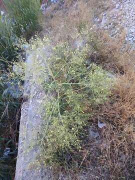 Image of Crambe grandiflora DC.