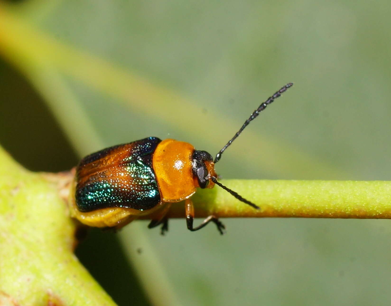 Imagem de Aporocera iridipennis