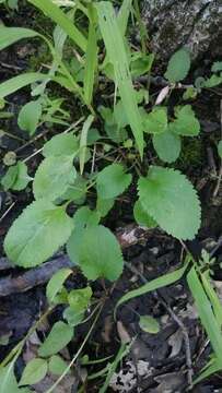 Image of falsegold groundsel