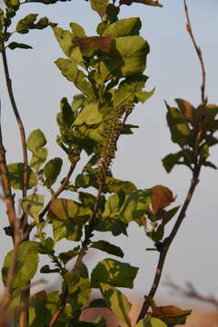 Image of Salix pyrolifolia Ledeb.